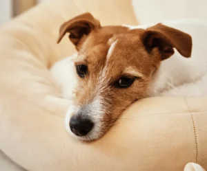 Cama para perros chica