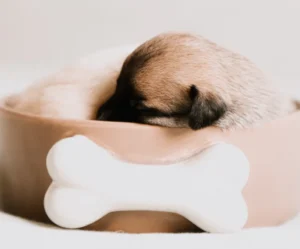 cama para perros chica