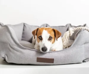 Cama para perros